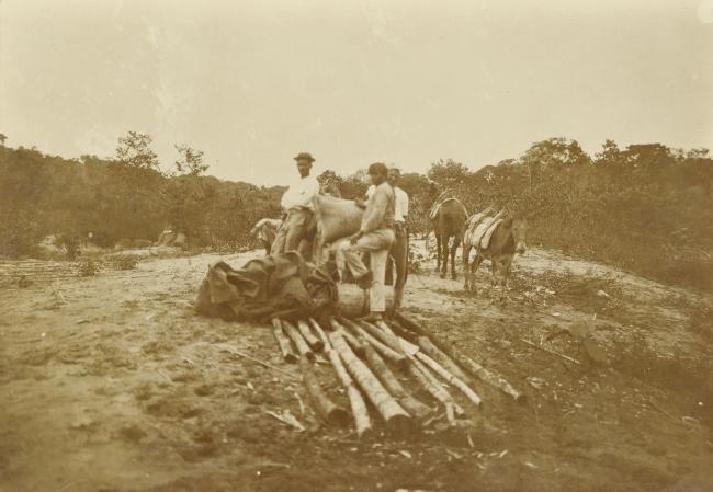 um grupo de homens reunidos com uma lona grande e troncos de árvores cortados