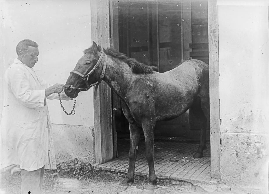 O chefe da Cavalariça segura um cavalo pela rédea, na porta do edifício.